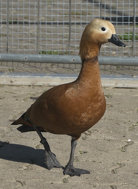 还是人与自