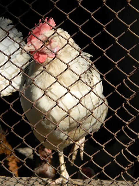 尼的转会费 尼的转会费